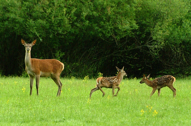 PASSIONE PER IL CERVO